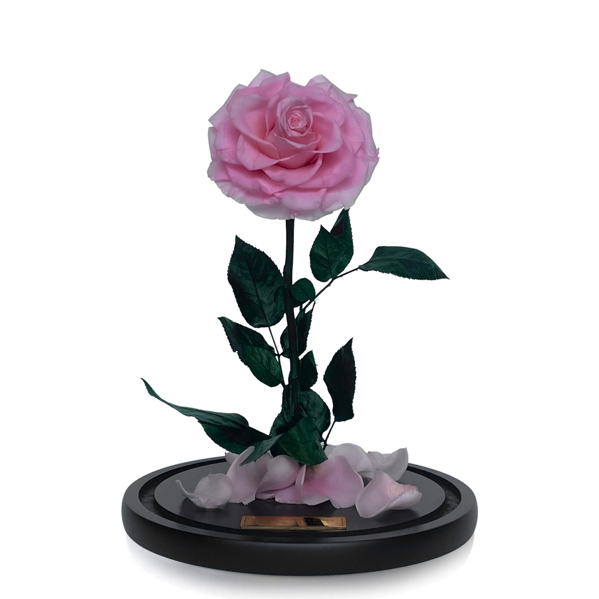 Grande Eternal Rose Dome in Pink Rose