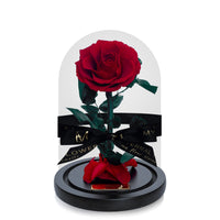 Luxe Eternal Rose Dome in Red Rouge