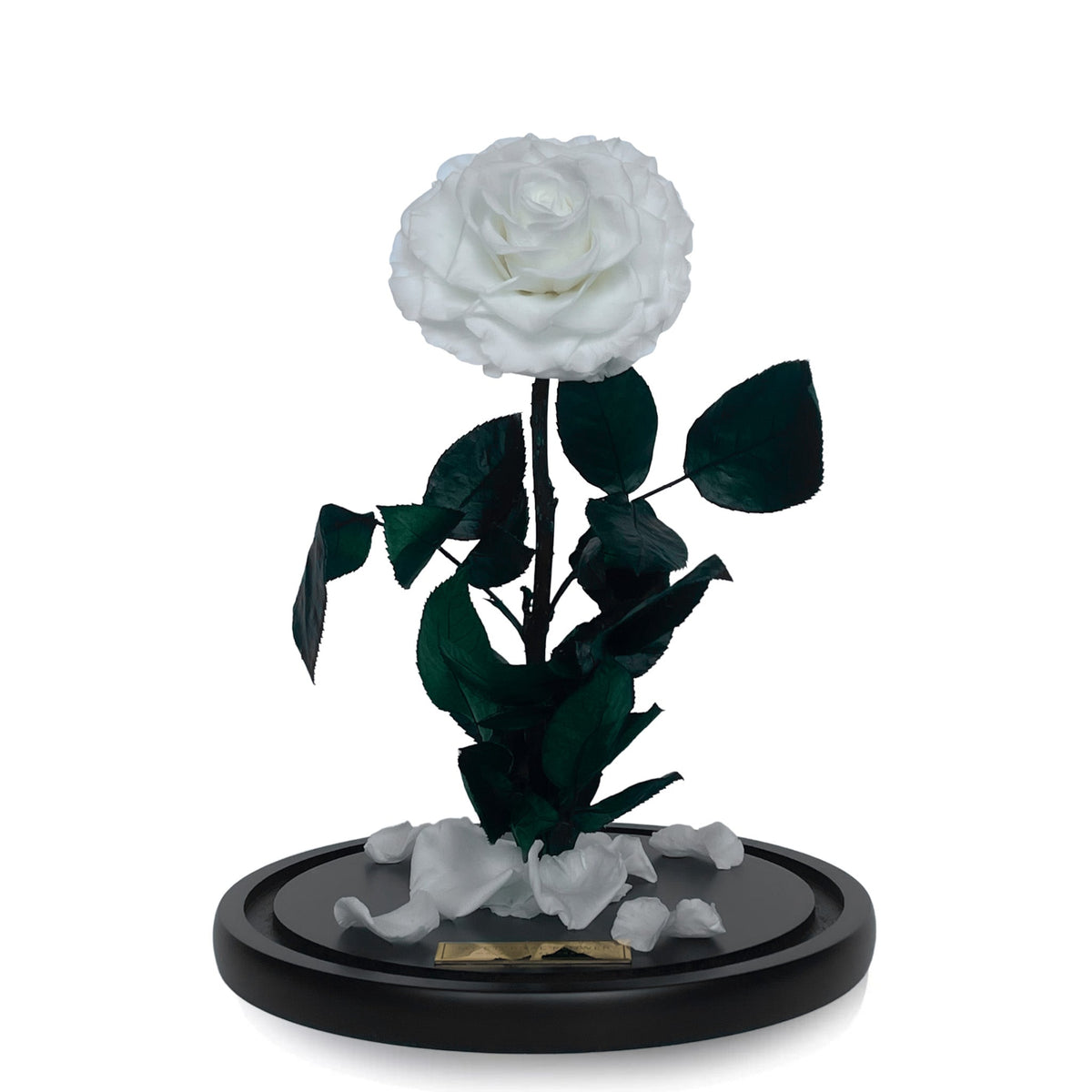 Grande Eternal Rose Dome in Blanc White - My Eternal Flower