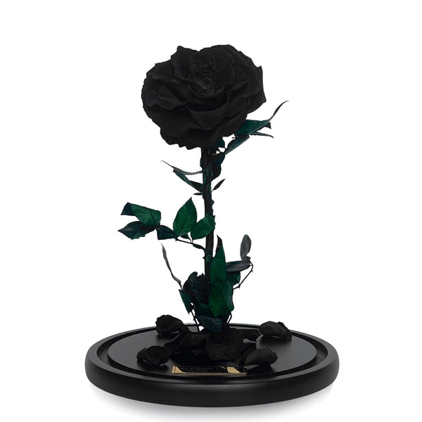 Grande Eternal Rose Dome in Noir Black - My Eternal Flower