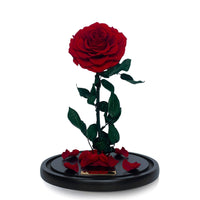 Grande Eternal Rose Dome in Red Rouge (Pre-Order Ships 16/1) - My Eternal Flower