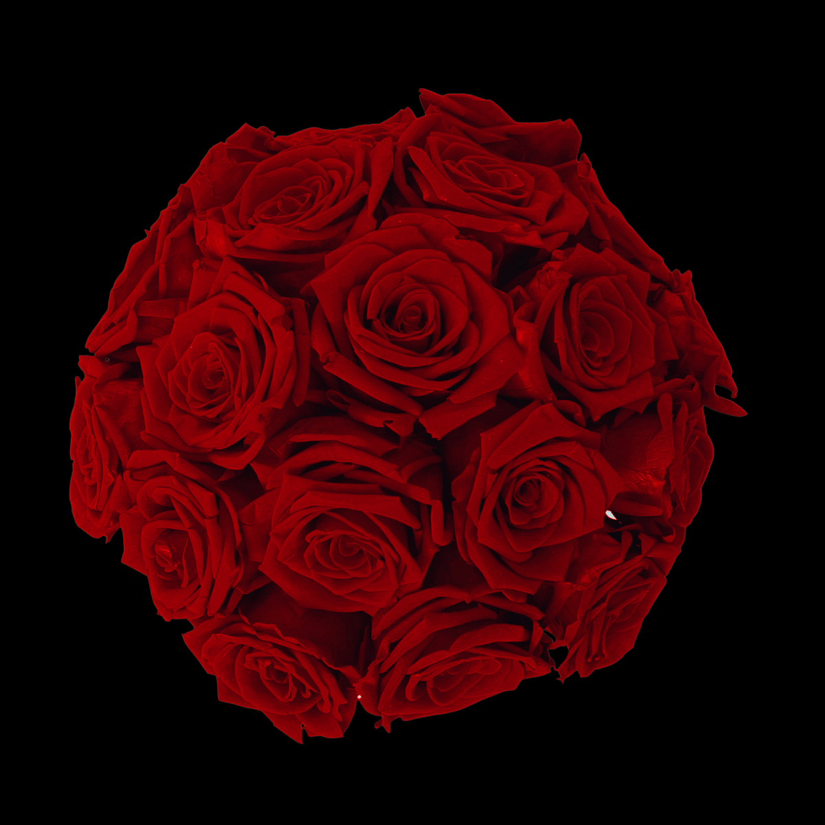 Luxe Voute - 18 Eternal Roses